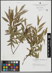 Foto von Salix alba L.